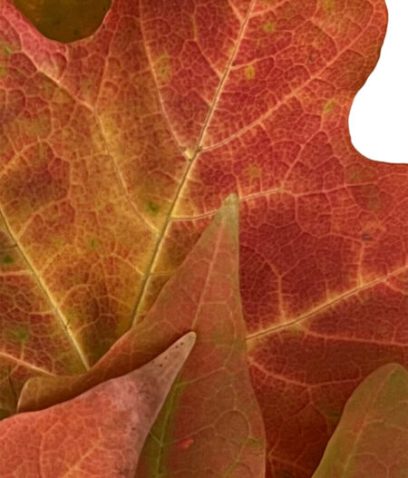 IMG_3403_Fall Leaves2_cropped1