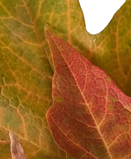 IMG_3403_Fall Leaves2_cropped2